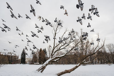 Winter. a flock of pigeons flies over a white snowy lake and trees in a city park in cloudy day.