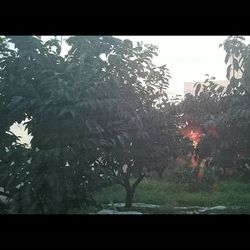 Trees in the dark