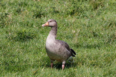 Bird on a field