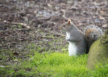 Side view of grey squirrel on spring green grass at the bottom of a tree