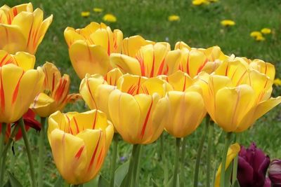 Close-up of tulips blooming in field