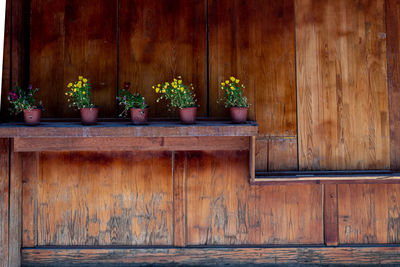 Potted plants on wooden door of house