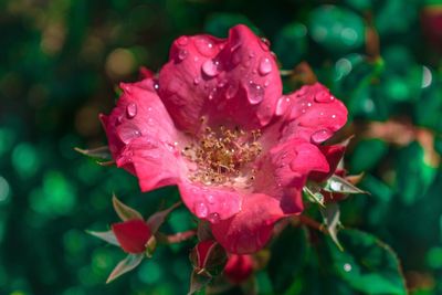 Close-up of wet pink rose flower