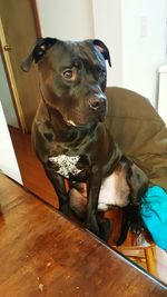 Close-up portrait of dog at home