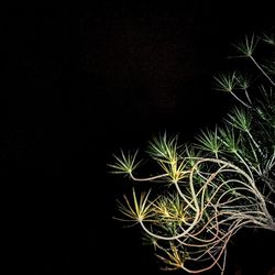 View of plants at night