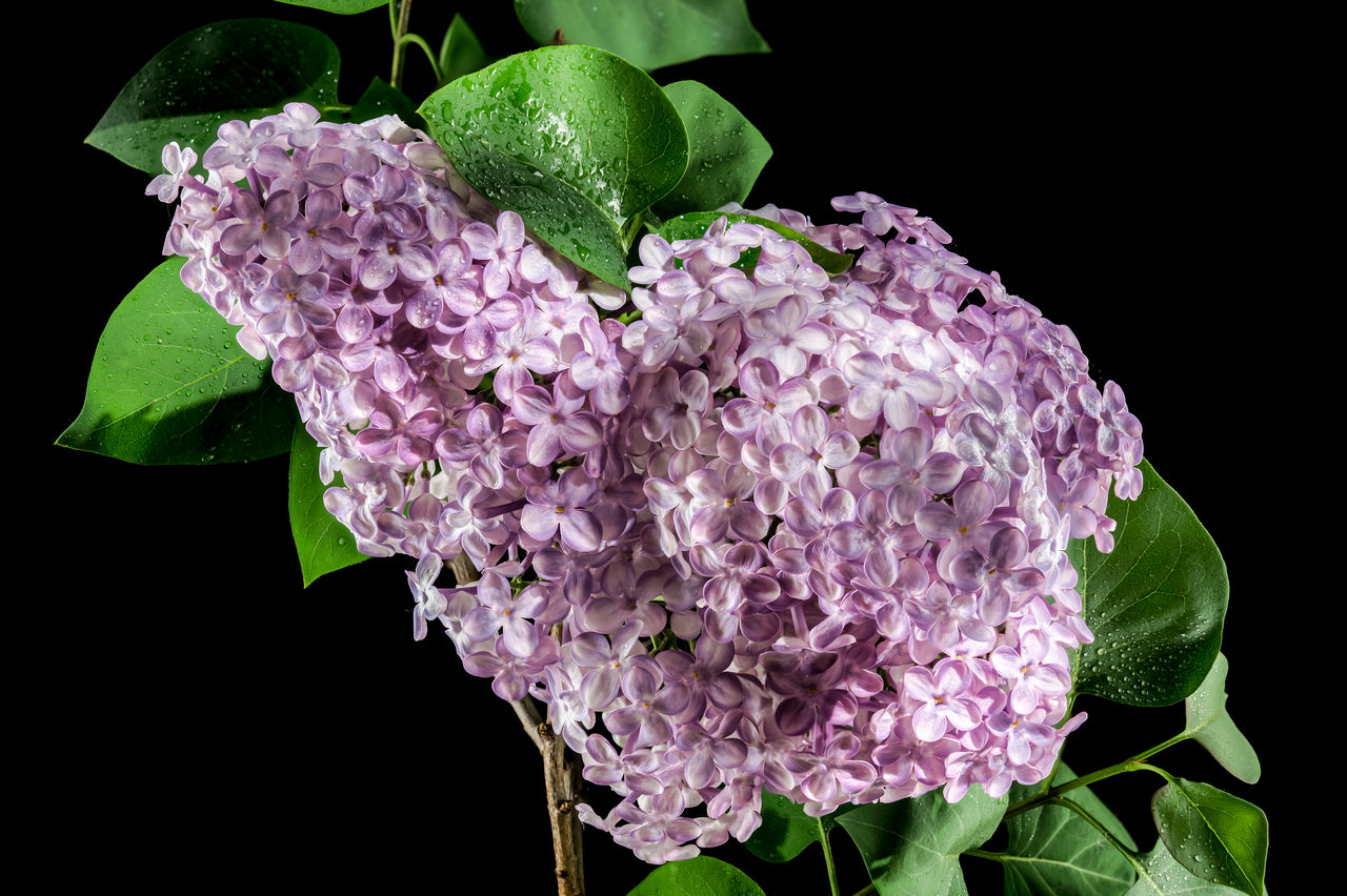 lilac, flower, black background, plant, leaf, plant part, freshness, purple, nature, studio shot, flowering plant, beauty in nature, close-up, petal, no people, growth, indoors, flower head, inflorescence, healthy eating, pink, blossom, fragility, food and drink, green