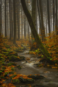 Trees in forest