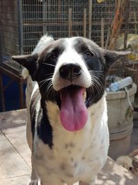 Close-up portrait of dog sticking out tongue