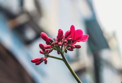 Close-up of pink flowering plant