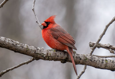 Colorful red cardinal is sitting on a tree branch on a sunny day in the forest