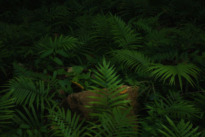 High angle view of fern leaves