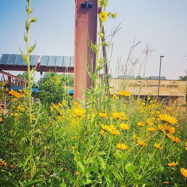 YELLOW FLOWERS GROWING IN FIELD