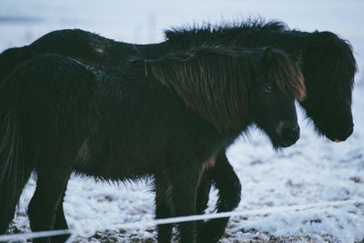 Horse standing on snow field against sky