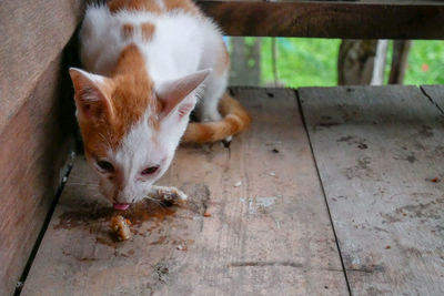 High angle view of cat eating food