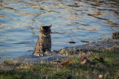 Portrait of a cat sitting on land