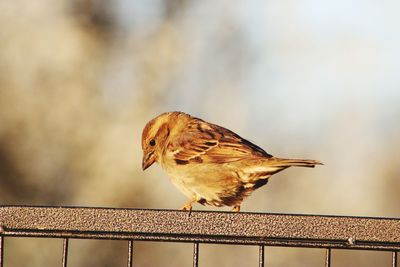 Close-up of bird perching on railing