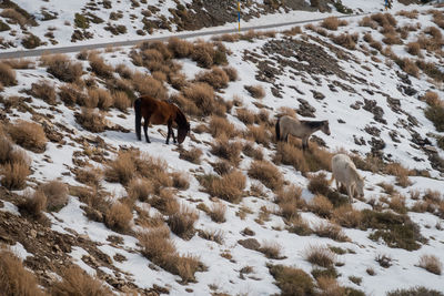 Horses on field during winter