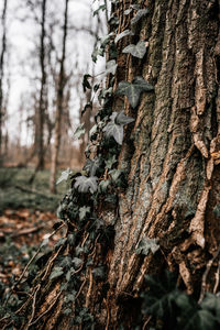 Close-up of lichen on tree trunk in forest