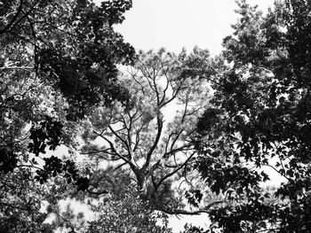 Low angle view of trees against sky