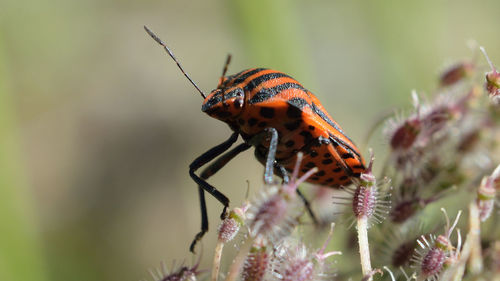 Close-up of butterfly pollinating on flower