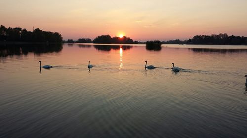 Swans swimming in lake against sky during sunset