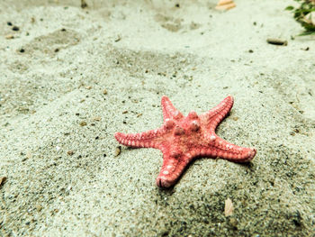 High angle view of starfish on beach