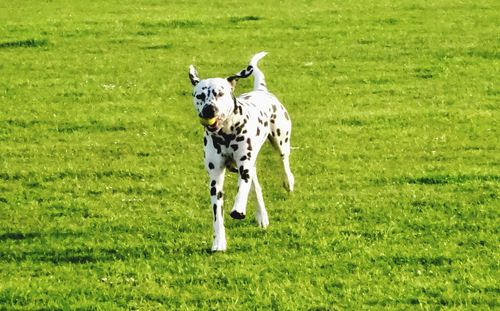 View of a dog running on field