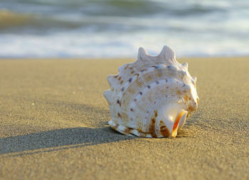 Close-up of seashell on beach