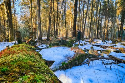 Trees in forest during winter