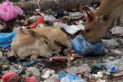 Cow and calf eating garbage 