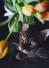 Close-up portrait of cat by vase