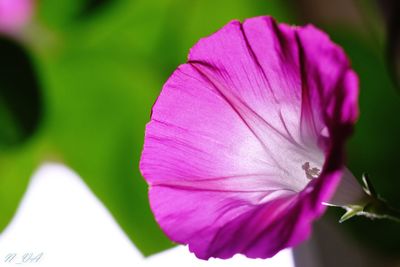 Close-up of pink flowers