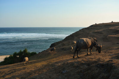 Horses on the beach