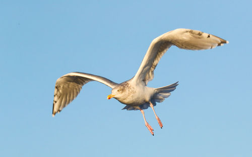 Low angle view of seagull flying