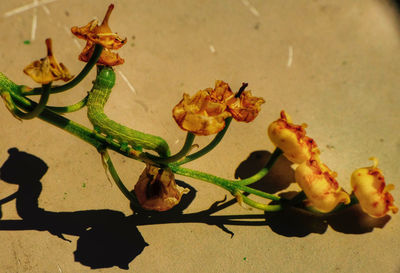 High angle view of yellow flowers on plant