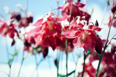Close-up of pink cherry blossoms in spring