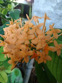 Close-up of flowering plant