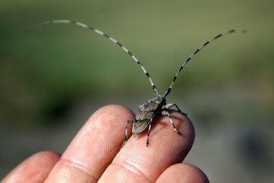 Close-up of cropped hand holding finger