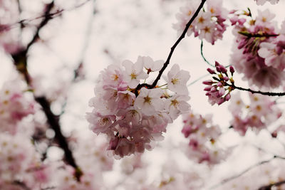Close-up of pink cherry blossom