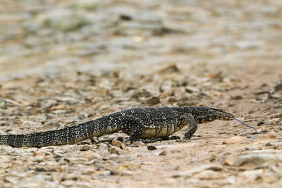 Close-up of lizard on land