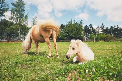 Horse grazing on field against sky