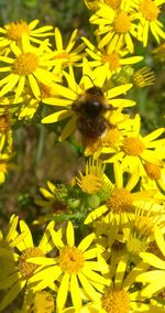 Close-up of honey bee on flower