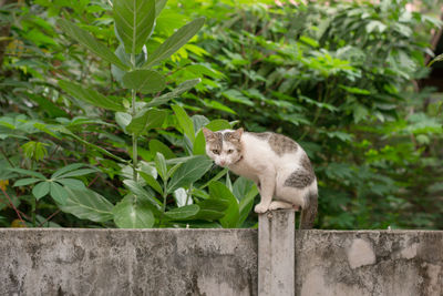 View of a cat on wall