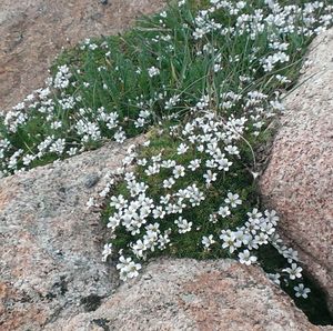 Close-up of plants growing in winter