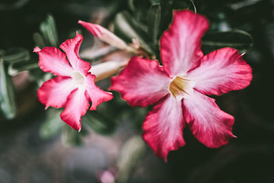 Close-up of pink flowering plant