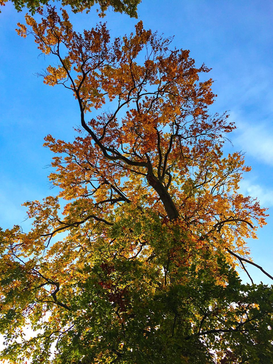 LOW ANGLE VIEW OF TREES AGAINST SKY