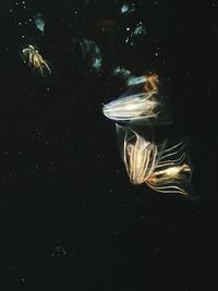 Close-up of fish swimming against black background