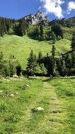 Scenic view of field against sky