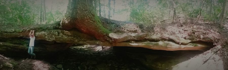 Rocks in forest