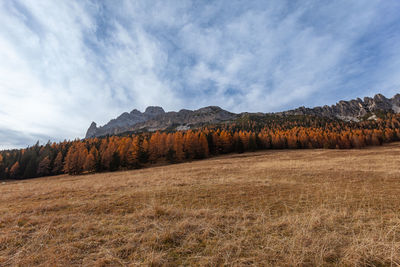 Scenic view of field against sky